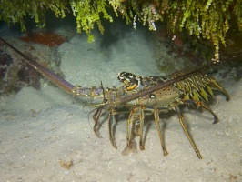 Spiny Lobster IMG 4921